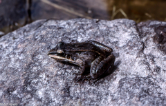 Leptodactylus longirostris