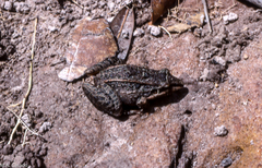 Leptodactylus longirostris