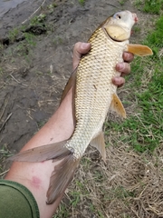 Carpiodes cyprinus