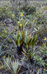 Stegolepis guianensis