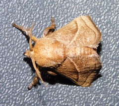 Neomocena convergens