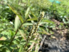 Persicaria barbata