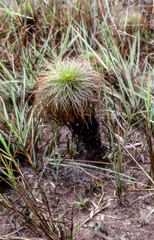 Bulbostylis paradoxa