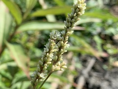 Persicaria barbata