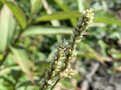 Persicaria barbata