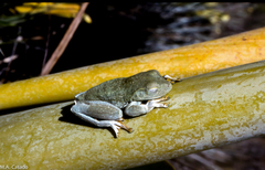 Boana xerophylla