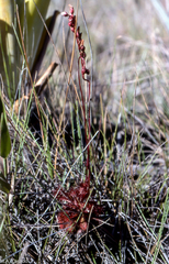 Drosera roraimae