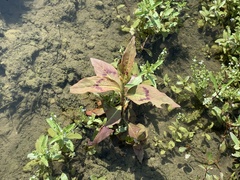 Persicaria barbata