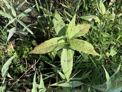 Persicaria barbata