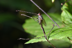 Diptera