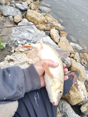 Moxostoma macrolepidotum