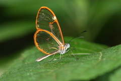 Pteronymia simplex