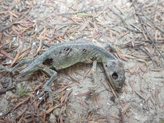 Naultinus elegans