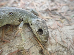 Naultinus elegans