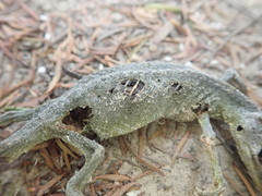 Naultinus elegans
