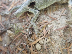 Naultinus elegans