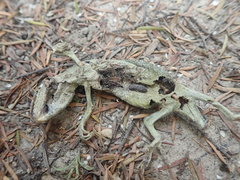 Naultinus elegans
