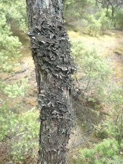 Pseudocyphellaria haywardiorum