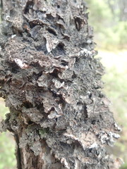 Pseudocyphellaria haywardiorum