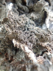 Pseudocyphellaria haywardiorum