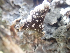 Pseudocyphellaria haywardiorum