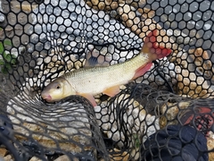 Moxostoma macrolepidotum