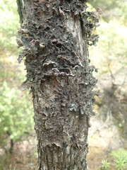 Pseudocyphellaria haywardiorum