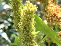 Rumex trisetifer