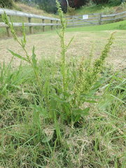 Rumex frutescens