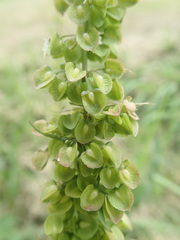 Rumex frutescens