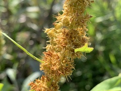 Rumex trisetifer