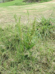 Rumex frutescens
