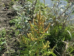 Rumex trisetifer