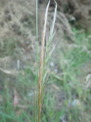 Dichelachne micrantha