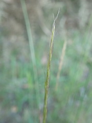 Dichelachne micrantha