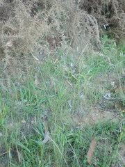 Dichelachne micrantha