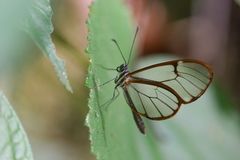 Pteronymia simplex
