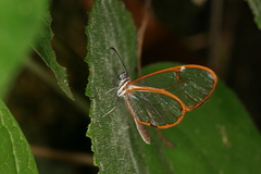 Pteronymia simplex