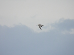 Larus schistisagus