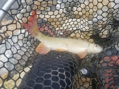 Moxostoma macrolepidotum