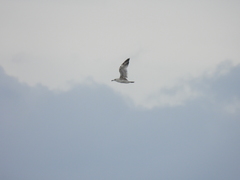 Larus schistisagus