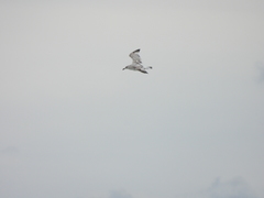 Larus schistisagus