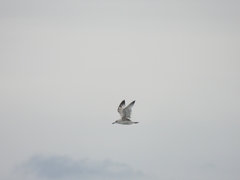 Larus schistisagus
