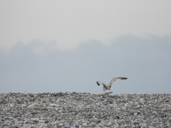 Larus schistisagus