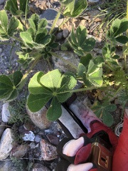 Lupinus succulentus