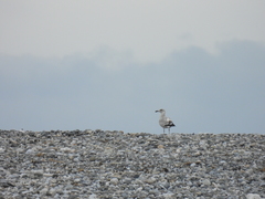 Larus schistisagus