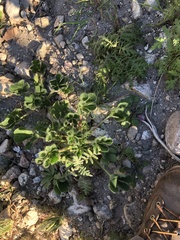 Lupinus succulentus