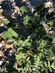 Lupinus succulentus