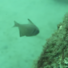 Pempheris klunzingeri