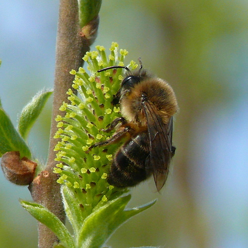 Early Cellophane Bee, photo 4 of 8
